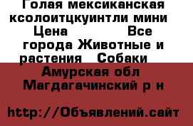 Голая мексиканская ксолоитцкуинтли мини › Цена ­ 20 000 - Все города Животные и растения » Собаки   . Амурская обл.,Магдагачинский р-н